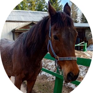 Сюзанна, 1998 г. рождения, старая лошадь, нуждается в помощи